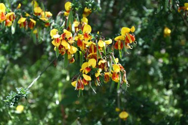 Cytisus scoparius 'Andreanus' (yaygın süpürge) çiçekleri. Fabaceae çalısı, kelebek şeklinde sarı çiçekler üretir ve yazın başında kanat yapraklarında kırmızı noktalar oluşur..