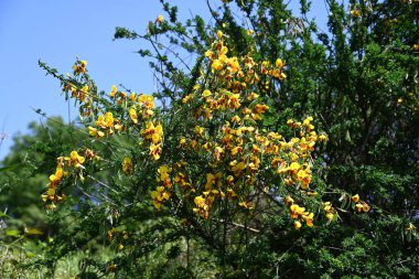 Cytisus scoparius 'Andreanus' (yaygın süpürge) çiçekleri. Fabaceae çalısı, kelebek şeklinde sarı çiçekler üretir ve yazın başında kanat yapraklarında kırmızı noktalar oluşur..