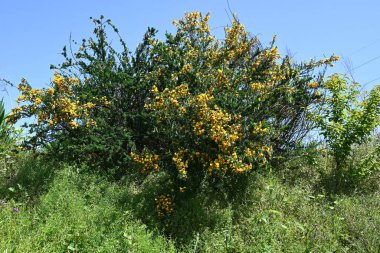 Cytisus scoparius 'Andreanus' (yaygın süpürge) çiçekleri. Fabaceae çalısı, kelebek şeklinde sarı çiçekler üretir ve yazın başında kanat yapraklarında kırmızı noktalar oluşur..