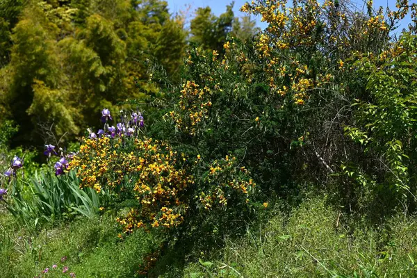 Cytisus scoparius 'Andreanus' (yaygın süpürge) çiçekleri. Fabaceae çalısı, kelebek şeklinde sarı çiçekler üretir ve yazın başında kanat yapraklarında kırmızı noktalar oluşur..