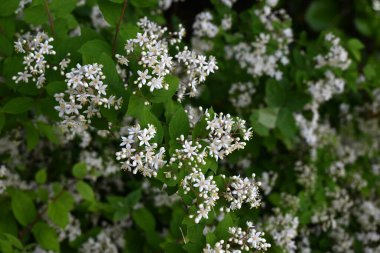 Deutzia Crenata çiçekleri. Ortanca yaprak döken çalı. Yazın başlarında, beş yapraklı sayısız beyaz çiçek paniğe kapıldı..