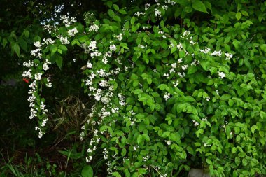 Deutzia Crenata çiçekleri. Ortanca yaprak döken çalı. Yazın başlarında, beş yapraklı sayısız beyaz çiçek paniğe kapıldı..