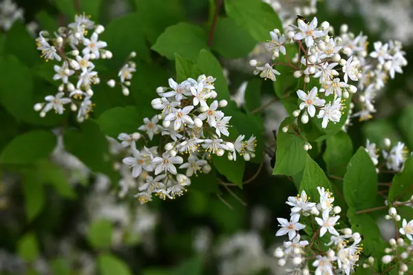 Deutzia Crenata çiçekleri. Ortanca yaprak döken çalı. Yazın başlarında, beş yapraklı sayısız beyaz çiçek paniğe kapıldı..
