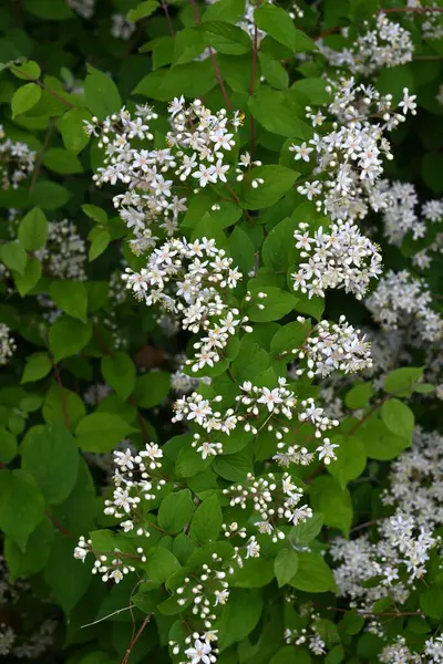 Deutzia Crenata çiçekleri. Ortanca yaprak döken çalı. Yazın başlarında, beş yapraklı sayısız beyaz çiçek paniğe kapıldı..
