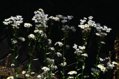 Erigeron philadelphicus (Philadelphia pire) çiçekleri. Asteraceae daimi bitkileri. Bu çiçek yazın başında açar ve beyaz ışın çiçeklerine ve sarı borulu çiçeklere sahiptir..