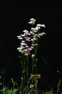 Erigeron philadelphicus (Philadelphia pire) çiçekleri. Asteraceae daimi bitkileri. Bu çiçek yazın başında açar ve beyaz ışın çiçeklerine ve sarı borulu çiçeklere sahiptir..