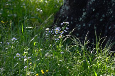 Erigeron philadelphicus (Philadelphia pire) çiçekleri. Asteraceae daimi bitkileri. Bu çiçek yazın başında açar ve beyaz ışın çiçeklerine ve sarı borulu çiçeklere sahiptir..