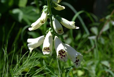 Digitalis purpurea (Tilki Eldiveni) çiçekleri. Plantaginaceae, yaz başında benekli iç yaprakları olan çan şeklinde çan çiçekleri üreten zehirli ve tıbbi bir bitki..