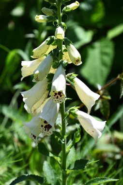 Digitalis purpurea (Tilki Eldiveni) çiçekleri. Plantaginaceae, yaz başında benekli iç yaprakları olan çan şeklinde çan çiçekleri üreten zehirli ve tıbbi bir bitki..