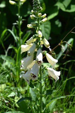 Digitalis purpurea (Tilki Eldiveni) çiçekleri. Plantaginaceae, yaz başında benekli iç yaprakları olan çan şeklinde çan çiçekleri üreten zehirli ve tıbbi bir bitki..