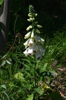 Digitalis purpurea (Tilki Eldiveni) çiçekleri. Plantaginaceae, yaz başında benekli iç yaprakları olan çan şeklinde çan çiçekleri üreten zehirli ve tıbbi bir bitki..