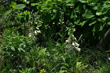 Digitalis purpurea (Tilki Eldiveni) çiçekleri. Plantaginaceae, yaz başında benekli iç yaprakları olan çan şeklinde çan çiçekleri üreten zehirli ve tıbbi bir bitki..