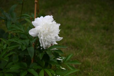 Çin şakayığı (Paeonia lactiflora) çiçekleri. Paeoniaceae yaprak döken bitkiler. Zarif kırmızı ya da beyaz çiçekler yazın başlarında açar. Kök bitkisel bir ilaçtır..
