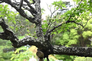 Japon kayısı meyveleri. Meyve bir reçetedir ve erik özü, turşu eriği (Umeboshi) ve Ume likörü yapımında kullanılır..