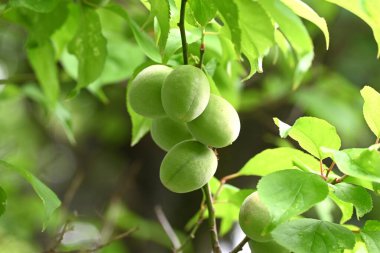 Japon kayısı meyveleri. Meyve bir reçetedir ve erik özü, turşu eriği (Umeboshi) ve Ume likörü yapımında kullanılır..