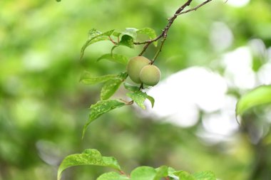 Japon kayısı meyveleri. Meyve bir reçetedir ve erik özü, turşu eriği (Umeboshi) ve Ume likörü yapımında kullanılır..
