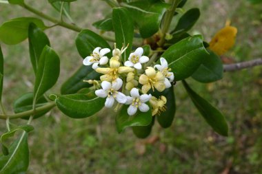 Japon tobira çiçekleri. Pittosporaceae dioecious Evergreen çalısı. Sahile yakın büyür ve yazın başında güzel kokulu beş yapraklı çiçekler açar..