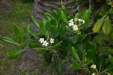 Japon tobira çiçekleri. Pittosporaceae dioecious Evergreen çalısı. Sahile yakın büyür ve yazın başında güzel kokulu beş yapraklı çiçekler açar..