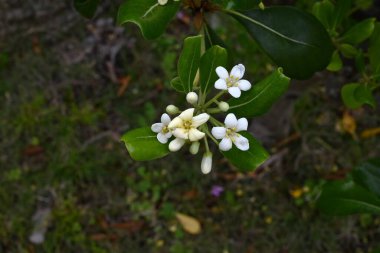 Japon tobira çiçekleri. Pittosporaceae dioecious Evergreen çalısı. Sahile yakın büyür ve yazın başında güzel kokulu beş yapraklı çiçekler açar..