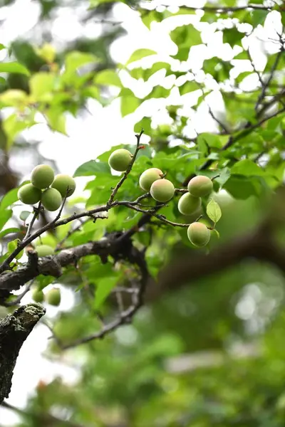 Japon kayısı meyveleri. Meyve bir reçetedir ve erik özü, turşu eriği (Umeboshi) ve Ume likörü yapımında kullanılır..