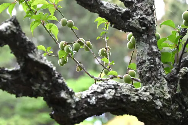 Japon kayısı meyveleri. Meyve bir reçetedir ve erik özü, turşu eriği (Umeboshi) ve Ume likörü yapımında kullanılır..