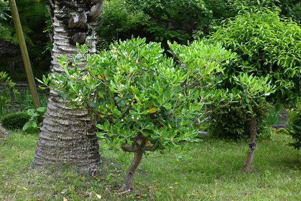 Japon tobira çiçekleri. Pittosporaceae dioecious Evergreen çalısı. Sahile yakın büyür ve yazın başında güzel kokulu beş yapraklı çiçekler açar..