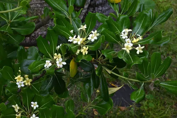Japon tobira çiçekleri. Pittosporaceae dioecious Evergreen çalısı. Sahile yakın büyür ve yazın başında güzel kokulu beş yapraklı çiçekler açar..