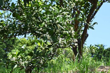  Çince turuncu (Satsuma) çiçekler. Rutaceae Evergreen çalısı. Bu meyve ağacı yazın başında yasemin gibi ferahlatıcı bir kokuya sahip beyaz, beş yapraklı çiçekler üretir..