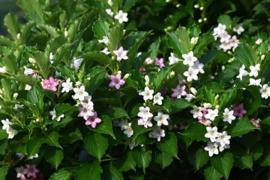 Weigela coraeensis (Japon Weigela) çiçekleri. Japonca adı 'Hakone-Utsugi' dir ve yaz başında çiçek açar, beyaz çiçekler giderek kırmızıya döner..