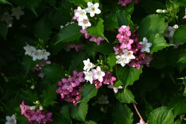 Weigela coraeensis (Japon Weigela) çiçekleri. Japonca adı 'Hakone-Utsugi' dir ve yaz başında çiçek açar, beyaz çiçekler giderek kırmızıya döner..