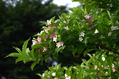 Weigela coraeensis (Japon Weigela) çiçekleri. Japonca adı 'Hakone-Utsugi' dir ve yaz başında çiçek açar, beyaz çiçekler giderek kırmızıya döner..