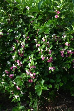 Weigela coraeensis (Japon Weigela) çiçekleri. Japonca adı 'Hakone-Utsugi' dir ve yaz başında çiçek açar, beyaz çiçekler giderek kırmızıya döner..