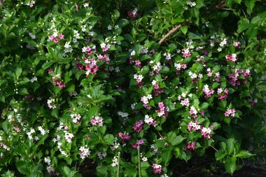 Weigela coraeensis (Japon Weigela) çiçekleri. Japonca adı 'Hakone-Utsugi' dir ve yaz başında çiçek açar, beyaz çiçekler giderek kırmızıya döner..