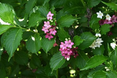 Weigela coraeensis (Japon Weigela) çiçekleri. Japonca adı 'Hakone-Utsugi' dir ve yaz başında çiçek açar, beyaz çiçekler giderek kırmızıya döner..
