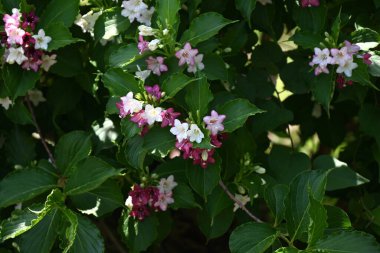 Weigela coraeensis (Japon Weigela) çiçekleri. Japonca adı 'Hakone-Utsugi' dir ve yaz başında çiçek açar, beyaz çiçekler giderek kırmızıya döner..