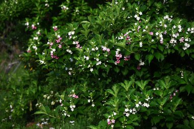 Weigela coraeensis (Japon Weigela) çiçekleri. Japonca adı 'Hakone-Utsugi' dir ve yaz başında çiçek açar, beyaz çiçekler giderek kırmızıya döner..