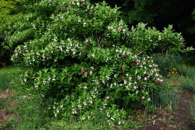 Weigela coraeensis (Japon Weigela) çiçekleri. Japonca adı 'Hakone-Utsugi' dir ve yaz başında çiçek açar, beyaz çiçekler giderek kırmızıya döner..