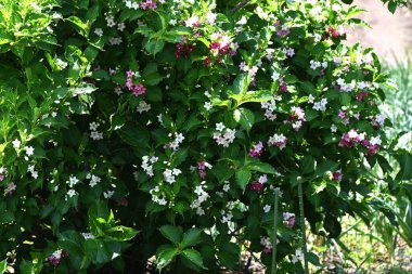 Weigela coraeensis (Japon Weigela) çiçekleri. Japonca adı 'Hakone-Utsugi' dir ve yaz başında çiçek açar, beyaz çiçekler giderek kırmızıya döner..