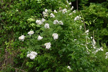 Japon gülü (Rosa multiflora) çiçekler. Yazın başında paniğe kapılan çok sayıda güzel kokulu beyaz çiçek üreten yaprak döken bir ağaç..