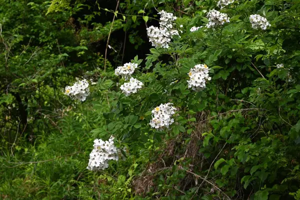 Japon gülü (Rosa multiflora) çiçekler. Yazın başında paniğe kapılan çok sayıda güzel kokulu beyaz çiçek üreten yaprak döken bir ağaç..