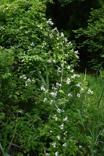 Japon gülü (Rosa multiflora) çiçekler. Yazın başında paniğe kapılan çok sayıda güzel kokulu beyaz çiçek üreten yaprak döken bir ağaç..