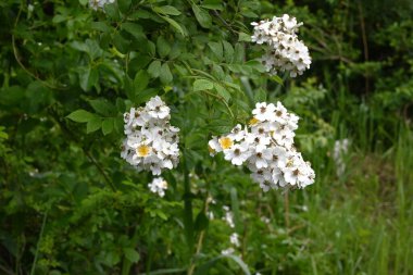 Japon gülü (Rosa multiflora) çiçekler. Yazın başında paniğe kapılan çok sayıda güzel kokulu beyaz çiçek üreten yaprak döken bir ağaç..