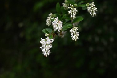  Ligustrum obtusifolium (Japonca 'Ibota-no-ki') çiçekleri. Oleaceae desiduouus fundalığı. Küçük, kokulu beyaz çiçekler yazın başlarında sarkan kümelerde çiçek açar..