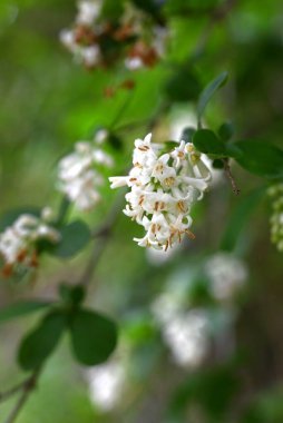  Ligustrum obtusifolium (Japonca 'Ibota-no-ki') çiçekleri. Oleaceae desiduouus fundalığı. Küçük, kokulu beyaz çiçekler yazın başlarında sarkan kümelerde çiçek açar..