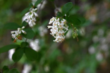  Ligustrum obtusifolium (Japonca 'Ibota-no-ki') çiçekleri. Oleaceae desiduouus fundalığı. Küçük, kokulu beyaz çiçekler yazın başlarında sarkan kümelerde çiçek açar..