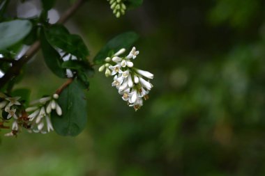  Ligustrum obtusifolium (Japonca 'Ibota-no-ki') çiçekleri. Oleaceae desiduouus fundalığı. Küçük, kokulu beyaz çiçekler yazın başlarında sarkan kümelerde çiçek açar..