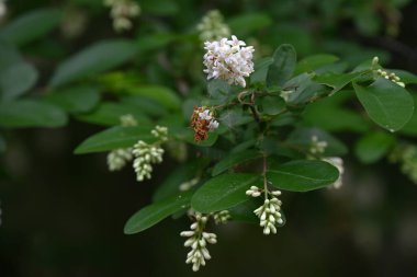  Ligustrum obtusifolium (Japonca 'Ibota-no-ki') çiçekleri. Oleaceae desiduouus fundalığı. Küçük, kokulu beyaz çiçekler yazın başlarında sarkan kümelerde çiçek açar..