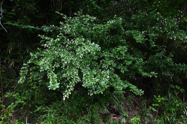  Ligustrum obtusifolium (Japonca 'Ibota-no-ki') çiçekleri. Oleaceae desiduouus fundalığı. Küçük, kokulu beyaz çiçekler yazın başlarında sarkan kümelerde çiçek açar..