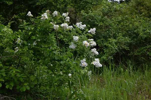 Japon gülü (Rosa multiflora) çiçekler. Yazın başında paniğe kapılan çok sayıda güzel kokulu beyaz çiçek üreten yaprak döken bir ağaç..