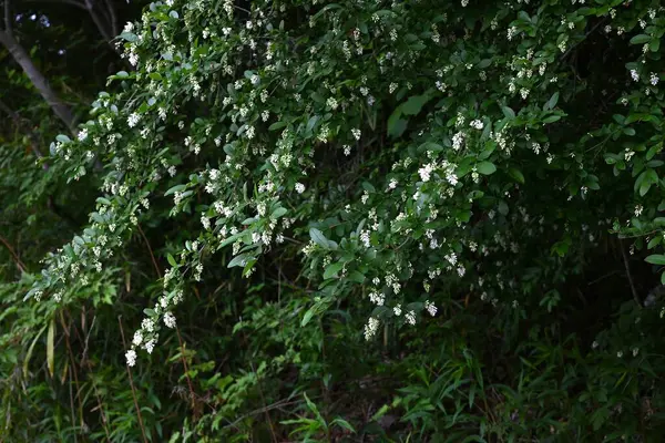  Ligustrum obtusifolium (Japonca 'Ibota-no-ki') çiçekleri. Oleaceae desiduouus fundalığı. Küçük, kokulu beyaz çiçekler yazın başlarında sarkan kümelerde çiçek açar..